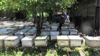 Java Bees Bee keeping in central Java, Indonesia