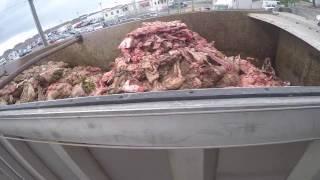 Cow Parts Loaded into a Rendering Truck at the Slaughterhouse