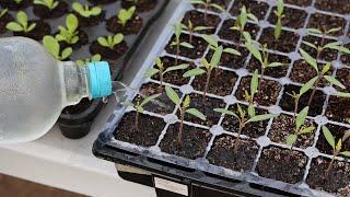 Seedling Protection without Chemicals and Toxic Hydrogen Peroxide