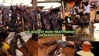 A VISIT 2 THE BIGGEST BUSH MEAT MARKET IN BENIN CITY ANTELOPE PYTHON GRASSOPPER WARTHOG SNAIL&OTHERS