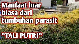 Parasit yang satu ini banyak di cari/tali putri untuk kesehatan/parasitic plant benefits/Cuscuta