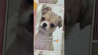 meet #pipay PIPAY