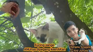 Kucing Viral Lucu lagi Sange minta di elus elus ANUnya.  Coba tebak ini yg Gila Kucingnya / yg Punya