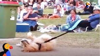 Dog PLAYS DEAD to Avoid Going Home While Park Crowd Watches | The Dodo