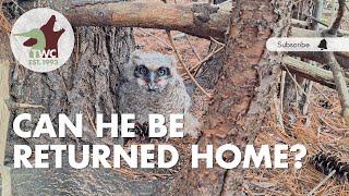 Baby owl in Brampton falls from nest