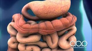 Digestive System in Action -  3D Medical Animation || ABP ©