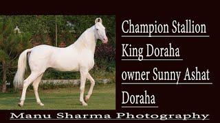 Champion Stallion King Doraha