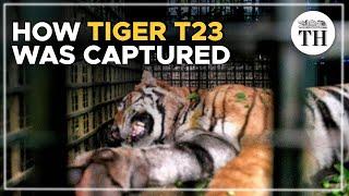 How tiger T23 was captured after a 22-day hunt
