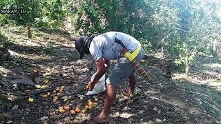 Panen Jambu Monyet / Mete Di Kebun Sumba