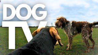 GoPro DogTV | Your Dog's 6hr Calming Virtual Journey Through the Woods‍️ From His Point-Of-View