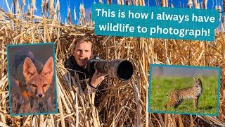 Never run out of Wildlife to Photograph! How to find Wildlife in nearly any landscape & in new areas