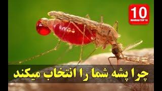 چرا پشه شما را نیش میزند ؟ تاپ تن فارسی