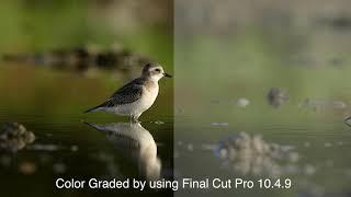 Bird Photography with The Canon R5 (Canon C- Log Footage Color Graded Comparison)