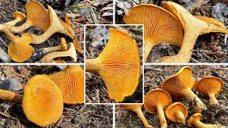 Echter oder Falscher Pfifferling? | Falscher Pfifferling, Hygrophoropsis aurantiaca | Vergleich