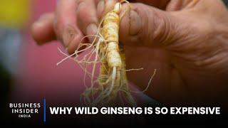 Why Wild Ginseng Is So Expensive | So Expensive