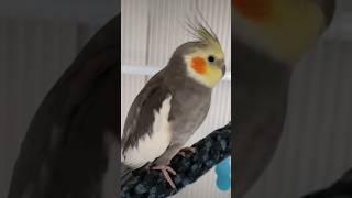 I don't know what was that / No sé que ha sido eso #bird #animals #birb #birds #baby #funny #video