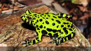 무당개구리 울음소리_Fire-bellied toad_sound_국립환경과학원
