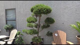 Topiaries at the Garden Center