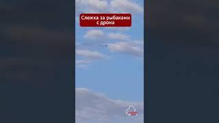 Рыбаки в Беларуси следят не только за поплавком, но и за дронами над головой  #беларусь #рыбалка