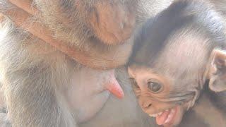 So Adorable Monkey Berro Hungry Milk But Mom Refuses To Make Baby C-ry & Heart-bro-ken