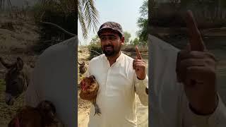 Yaqoob|Baloch|viral|video