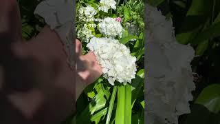 Гортензия крупнолистная-белая 300₽.. #гортензии #гортензия