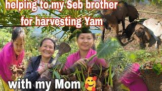 WENT TO HARVEST YAM FOR @Sebnagafamily7  AT JHUM FIELD WITH MY MOM | village lifestyle