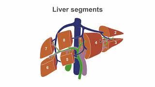 Mastering liver anatomy before the ultrasound