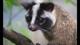 Musang Luak (Paradoxurus hermaphroditus)