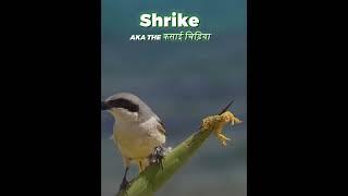 Ye hai Kasai chidiya  || shrike bird #birds #viral