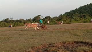 devansh uikey kamta 2020 nata pat pratiyogita nayegao Samnapur Ox race