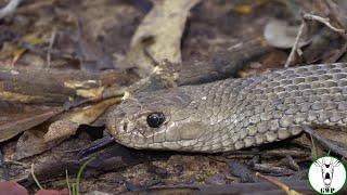 The Eastern Brown Snake: Nature’s Stealthy Predator