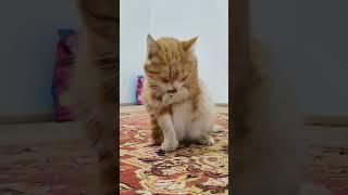 Funny cat #mushukcha #ezoterika #koshka