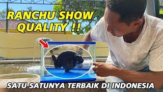 Kualitas Terbaik ‼ Maya Rizka Goldfish Sang Pencetak Ranchu Show Quality