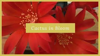 Cactus in Bloom - Is this a Rebutia?