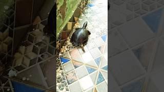 TORTOISE  RUNNING #turtlelove #turtle #tortoise #turtlelover #pets #ytshorts #shortsvideo