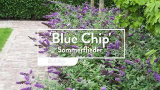 30 Sekunden mit Proven Winners® Buddleja Chip® Blue Chip (deutsch)