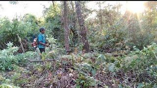 potong kayu besar pakek mesin potong rumput STHIL 3000