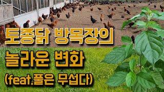 한 달 동안 토종닭 방목장을 점령한 풀