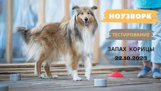 Nosework для собак: тестирование на запах корицы 22.10.2023
