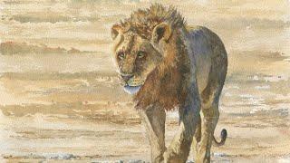 How to Paint a Black Maned Lion in Watercolour