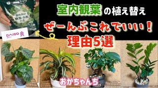 プロトリーフさんの土をDAISOで見つけた！観葉植物の植え替えは、ぜーんぶこれでいい！理由5選。カラテアオルビフオリア、ドラセナレモンライム、ガジュマル、ザミオクルカス＃ガーデニングブログ