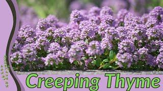 Everything You Need to Know About Creeping Thyme!