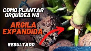 COMO PLANTAR CATTLEYA NA ARGILA EXPANDIDA + RESULTADO | GRATIDÃO 1 ANINHO DE CANAL