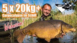 Carpocalypse im Schilf -  Robin Illner auf karpfen am Flachlandsee | 5x20kg+