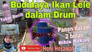 Budidaya Ikan Lele Dalam Drum || Panen dalam 2 Bulan || Tebar Benih & Bibis Pakan || Part 2