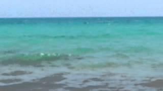 Big Shark at Tunesian Coast
