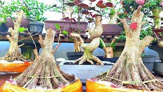 100 RIBU 3 POHON SUPER MURAH MERIAH BONSAI PEMULA LUMAJANG