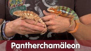 Reptil TV - Praxis – Pantherchamäleon