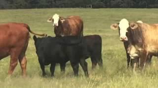 Fall Winter Calving F1 Braford Cows calving to Angus Bulls